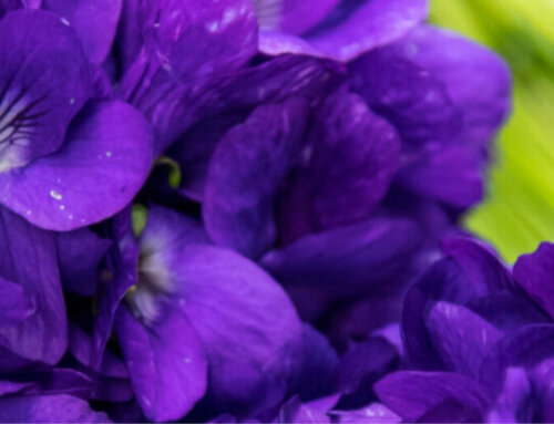 Cité des Arts et de la Violette